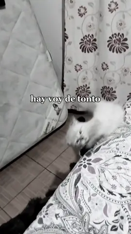 Ignoremos el colchón viejo de fondo jajaja #ahivoydetonto #Caplyric #Meme #MemeCut #CapCut #fypシ #gatitos #gatostiktok 