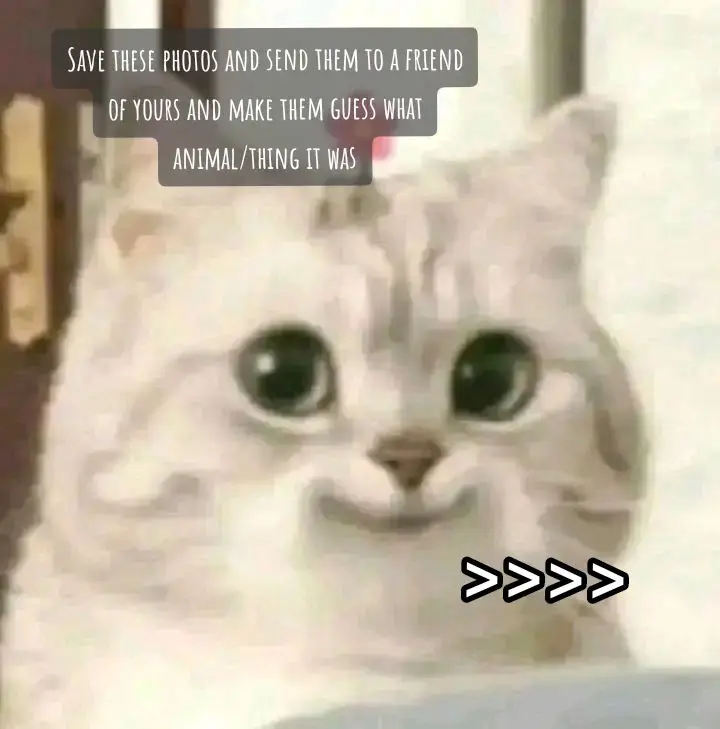 baka magustohan n‘yo🤩 #trending #fyp #foryou #animal #cute #memes #funnypics #guess #akira夜 #funnygame #fungamestoplay 