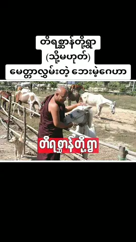#တိရိစ္ဆာန် #ဘေးမဲ့ဂေဟာ #တိရိစ္ဆာန်လေးတွေကိုချစ်တတ်လား?? 