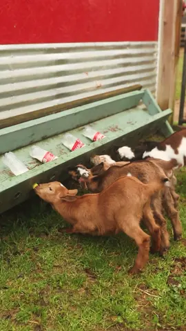 POV: Bottle feeding baby goats #fyp #viral #babygoats #bottlefeeding 