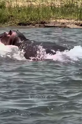 Hippos are the deadliest large land mammal on the planet! They’re super fast in water!!! 😮😮😮🦛🦛🦛