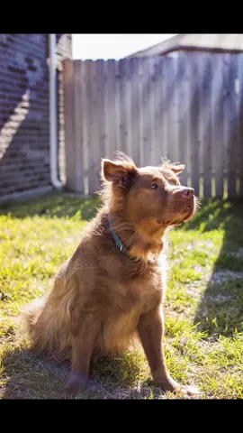 My boy has crossed the rainbow bridge. We had almost 11 years with him and are so grateful to have had that long. He was the best boy and loved his kids so much. I wouldn’t be the mom I am today if I didnt have him as my first baby. I am so grateful that he is out of pain and able to run around with all of his doggy friends now. #rainbowbridge #dog #chewy #restinparadise 