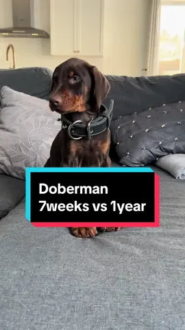 Lets play a game and see how much hate mail we get this time. #toxic #dobermann   #doberman   #dobermanpinscher #dog   #dobermanpinscher #dobermann #dobermanpuppy #dobermans #puppy#puppies#dog#fyp #fypシ #dobermans_of_tiktok#dogtok#viral#trending#reddoberman 