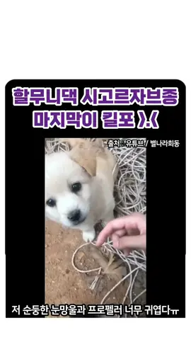 강아지는 시고르자브종이 진짜 짱이지... 건강하고 똑똑하고 무엇보다 너무 귀엽자나..ㅠㅠ . 출처 : 유튜브 / 별나라희동 . ━━━━━━━━━━━━━━━━ #시고르자브종#댕댕이#냥이 #동물 #유머스타그램#집사 #존웃 #레전드영상 #유머 #졸웃 #핵귀 #졸귀탱 #좋아요 #유머그램#소통 #소통해요 #인친 #데일리 #예능짤 