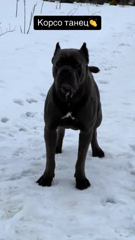 #канекорсобеларусь #танцульки #смешноевидео #canecorso #dogdance #foryou 
