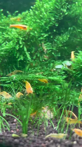 Shromp #fyp #shrimp #shromp #fypシ #sealife #aquarium #viral 