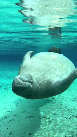 this is how i want to wake up feeling every morning #fyp #floridasprings #manatees #swimmingwithmanatees #floridalife #springs 