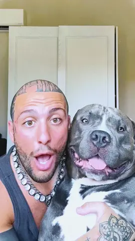 Numa numa aaaarrrggggg 😂🤣😅🥹 #dogsofttiktok tiktok #dog  #dogs  #massi_e_mino  #pet  #funny