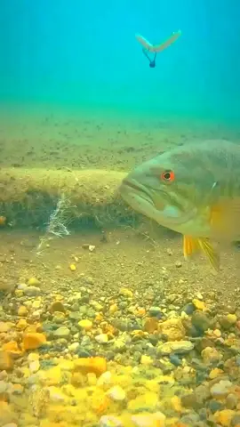 Bionic fishing lure fishng gear and tools #fishtok #fishinggear #fishingaccessories #sport #fishingtime #fishingtiktoks #fishinglife #solvingproblems #fishingtackle #fishing #solving #fishingtips #fishingaccessories #tiktokmademebuyit 
