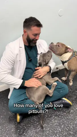 This is how I started my day! How many of you love pitbulls?! #drtom #veterinariansoftiktok #veterinarian #foryou #vetmed #dogoftheday #puppytiktok #dogsoftiktok #fyp #goclove #GREENIES @Clove Shoes @GREENIESbrand 