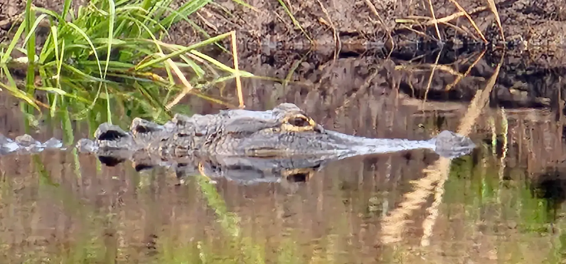 Wilderness adventures in my neighborhood 😊#alligators #Turkeys #Florida #floridanature #lovenatureforever🍀 #naturelover #birds 