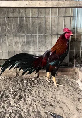 Điều 2k8