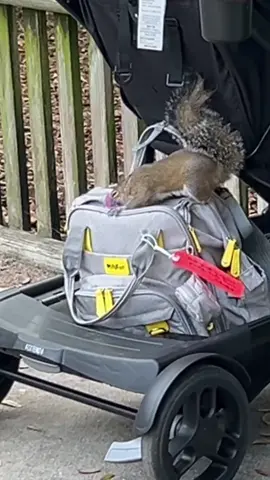 Squirrel  1 zipped bag 0 #squirrel #squirrelsoftiktok #squirrels #animalsoftiktok #funnyvideos #funnyanimals #squirrelgang🐿 