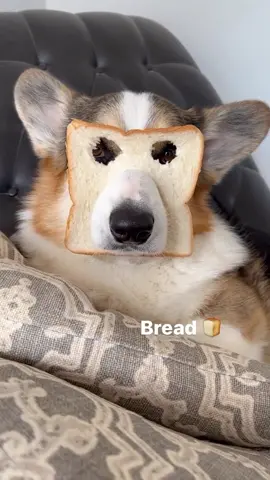 Which is your favorite? 🍞🥔🍉🥐 #corgi #dogs #corgisoftiktok 