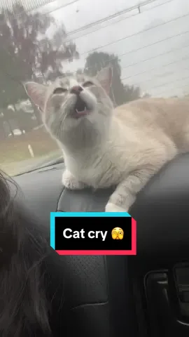 Fun fact about Cloud is that she hates car rides.  #trend #trending #tiktok #cat #pet #fyp #fypシ゚viral #kittensoftiktok #PetsOfTikTok #catsoftiktok #Love #viral #pets 