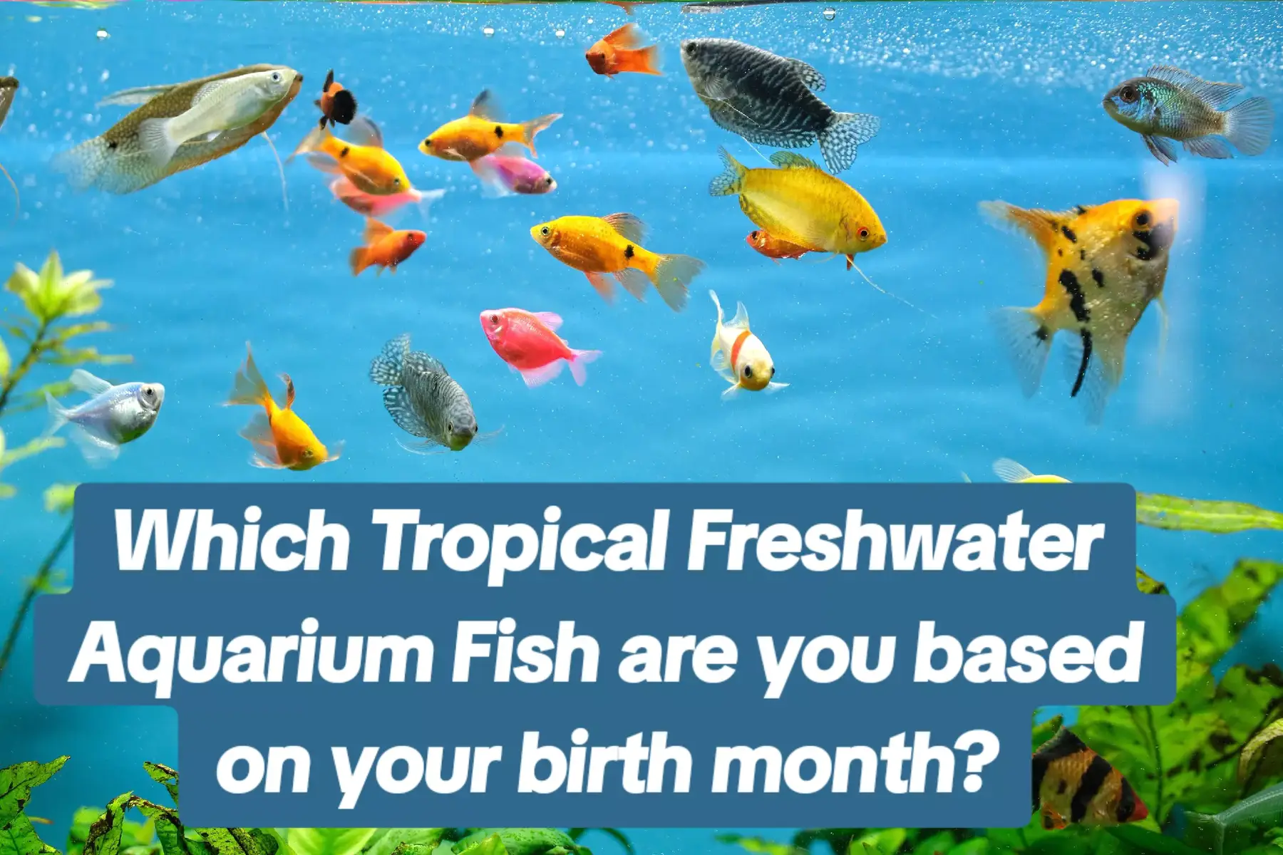 Which fish are you fishy fish???  #birthday #aquarium #fish #fishtok 