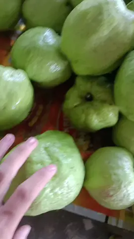 jambu kristal lokal, asli dari barabai HST🍏🤤🤤 #fypシ #barabaibungaskalsel #barabai #banjarmasin #grogot #banjar #samarinda #kaltim #kalsel #jambukristal #buah 
