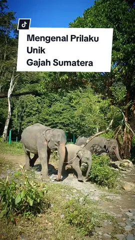 Mengenal langsung prilaku unik dan lucu Gajah Sumatera di Kawasan Taman Nasional Gunung  Leuser memang jadi salah satu pengalaman petualangan yang beda kali Genks, betol betol menakjubkan 😀 Ihh, gak caya ?? Hadeehh Yuk Explore Sumatera Utara bareng kami. Ready to Serve: ✅️ Outbound ✅️ Gathering ✅️ Adventure Tour ✅️ Explore ✅️ Accommodation EXPLORE & ADVENTURE SUMUT: ✅️ Gunung ✅️ Hutan ✅️ Perut Bumi/Goa ✅️ Sungai ✅️ Pulau ✅️ Pantai ✅️ Adat Budaya ✅️ Flora dan Fauna ☑️ Solo ☑️ Group Jan sungkan DM atau Chat ke 0813 6194 1989 ya Genks🫡🤙 WANANUSA ADVENTURE TOUR 