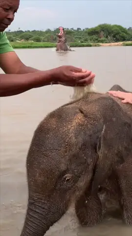 An exhilarating moment for us! A hippo rises out of the water as we give elephant orphan Phabeni a bath in the dam 💦 That’s one close encounter 🦛 #babyelephants #elephantorphanage #herdelephantorphanage #elephantsanctuary #southafrica #hippo #wildlife #elephant #hippos #babyanimals 