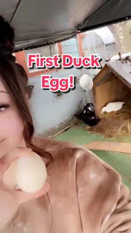 The first nugget from our rehomed duckies 🫶🏻🧡 Can’t wait to try it! #ducks #duckeggs #backyardducks #homestead #backyardpoultry 
