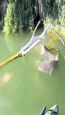 So big?😱omg😱🎣#fishing 