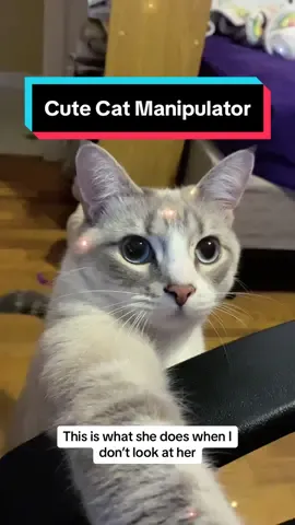What do you do when your cat is so cute and manipulates you into thinking they need every bit of your attention?  #fyp #trending #trend #cat #pet #foryoupage #kittensoftiktok #PetsOfTikTok #animals #animalsoftiktok #Love #viral #viraltiktok #pets #cute #catsoftiktok 