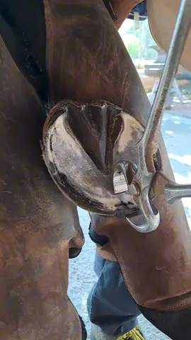 #horse #animalwelfare #ASMR #farriersoftiktok #horseshoe #farrier #satisfying #hoof #care 