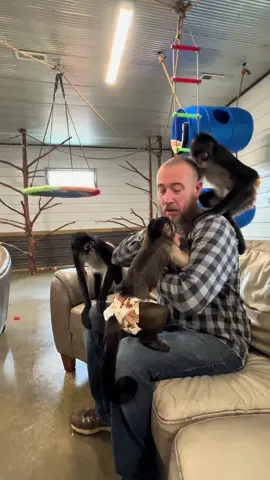 Lets give all 5 a hard boiled egg. “I think that’ll be fun and a really good idea” said no one ever🤣 #spidermonkey #capuchin #egg
