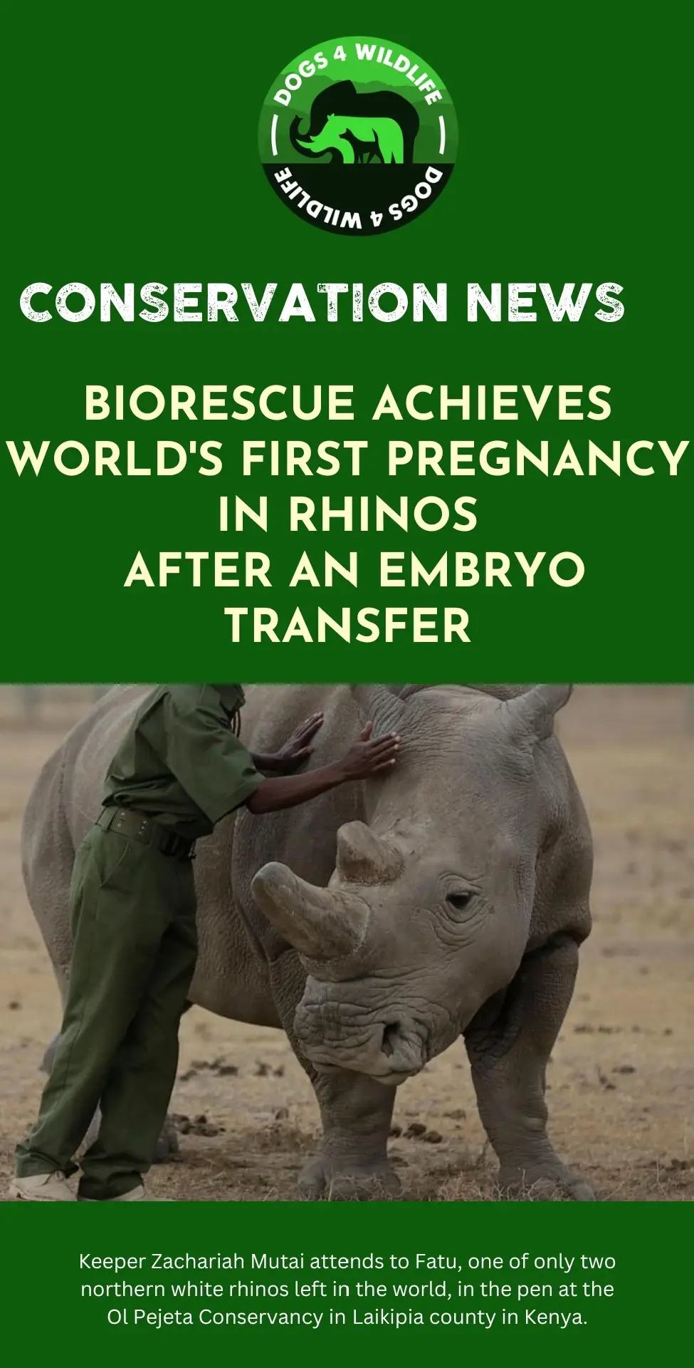 ⭐️World’s first successful embryo transfer in rhinos paves the way for saving the northern white rhinos from extinction… 👉🏻The Leibniz Institute for Zoo and Wildlife Research in Berlin has announced, that a group of researchers led by BioRescue, an international consortium of scientists and conservationists, succeeded in achieving the world’s first pregnancy of a rhinoceros after an embryo transfer.  👉🏻 BioRescue succeeded in transplanting a rhinoceros embryo fertilised in the lab into the womb of an adult female.  ⭐️This breakthrough implantation, say the researchers, will not be the last; if the methods they used to achieve the reproductive feat bear themselves out, the northern white rhino, now barely clinging to existence, could rebound across sanctuaries and perhaps even parts of the wild. 🦏The southern white rhino embryo was produced in vitro from collected egg cells and sperm and transferred into a southern white rhino surrogate mother at the Ol Pejeta Conservancy in Kenya on September 24, 2023.  ⭐️The BioRescue team confirmed a pregnancy of 70 days with a well-developed 6.4 cm long male embryo.  ✅The successful embryo transfer and pregnancy are a proof of concept and allow to now safely move to the transfer of northern white rhino embryos - a cornerstone in the mission to save the northern white rhino from extinction. 👉🏻This is an amazing team effort of many many dedicated people and organisations: ©bohnerjulia Gamivitale Ejan_stejskal_st Ebmbf.bund @safariparkdvurkralove Gleibnizizw Golpejeta Gelodiesampere Emerckgroup Emdc.berlin Gnatgeo ©zacharia_mutai &taylorfreesolo ©krivicmatjaz 📸Photos by @janzwilling and @jonjuarez.photo  . . . . . . . . . #canine #conservation #community #education #news #wildlife #k9 #whiterhino #dogs4wildlife #rhino #rhinosofinstagram #k9 #k9unit #savingrhinos #rhinoconservation #africa #berlin #science Dogs4Wildlife #research #Conservationism #SaveWildlife #MakeADifference #HelpSaveLives #conservation #goodnews #dog #newsupdate #scientist #conservation #malinoislovers #Love #tiktokwildlifeday #rhinos #news #breakingnews #fyp  @jacquiextremus 