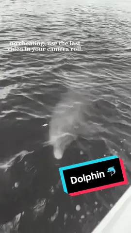 #dolphin #capcut #dolphin #fyp #fypシ #viral #ocean #florida 