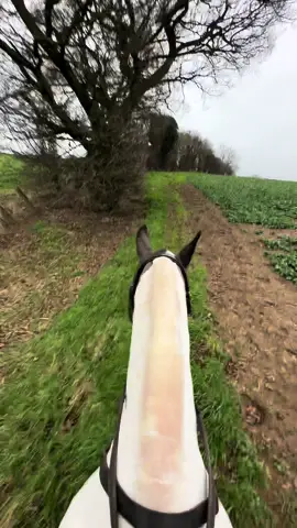 Have a sit behind these happy ears 🥹 and yes we have the use of whole track at the start but Monts loves to walk right at the edge of the miscanthus 🫠 #horses #hacking #ASMR