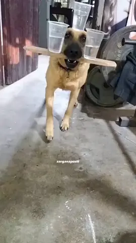 ağzında su taşıyan köpek 