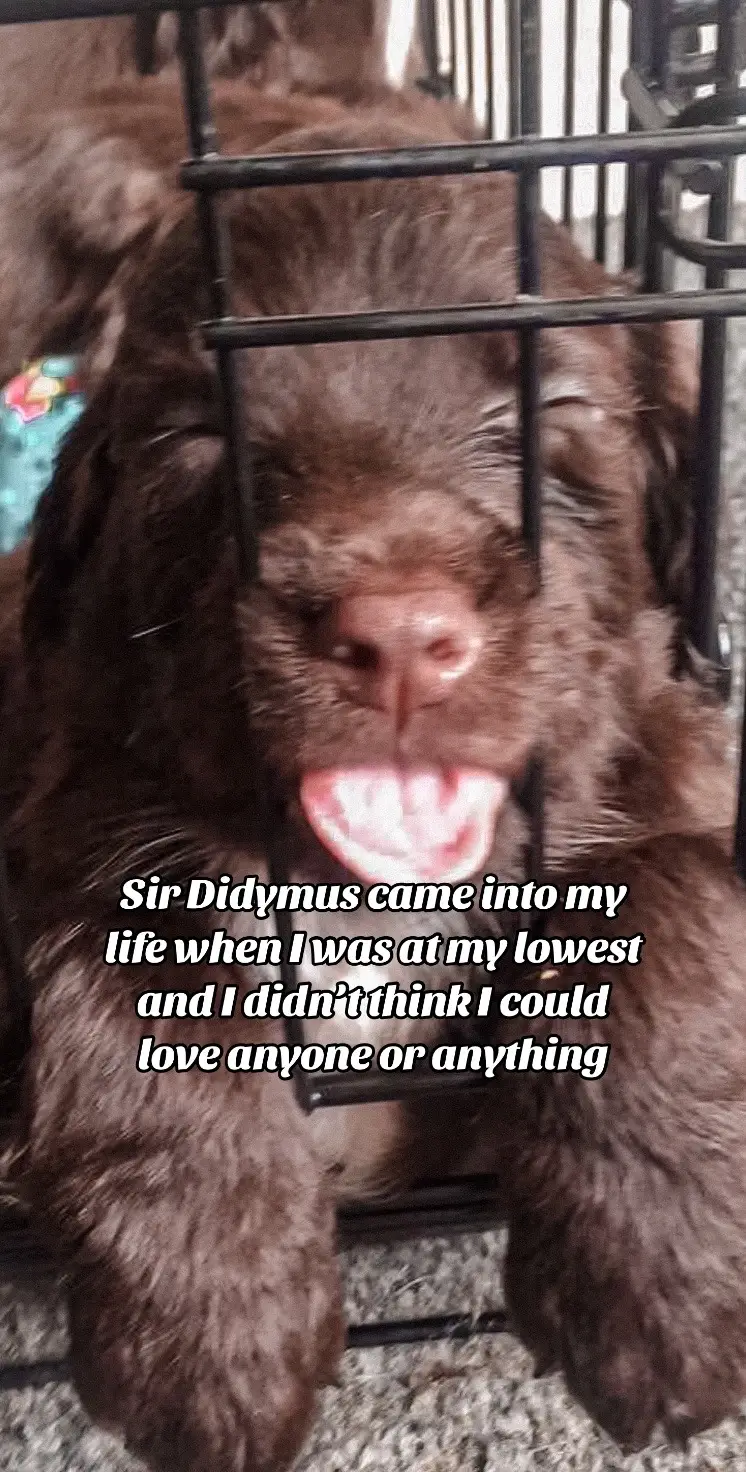 🥹 #doglovers #spaniel #dogsoftiktok #souldog #anxiety #MentalHealthAwareness 