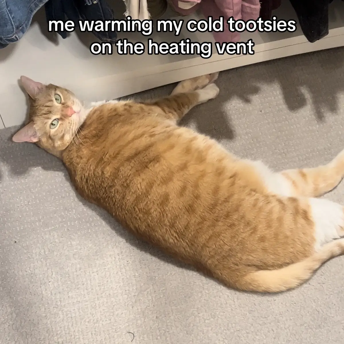 She’s cold 😭 #cattok #catsoftiktok #orangecatsoftiktok #orangecats