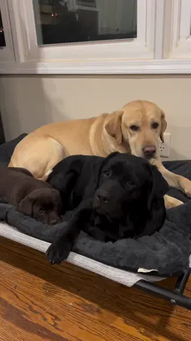 3 labradors, 3 different colors💯❤️ which one is your favorite 🐶?    #labradorretriever #labrador #goldenretriever #blacklabrador #labradorpuppy #dogsoftiktok #dogtok #fyp #foryou 