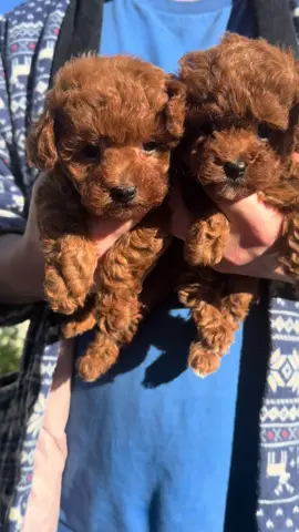 Adorable red teacup/toy poodles are ready for the reservations! Their expected weight will be around 4-5 lbs when fully grown. We will provide AKC registration paper (limited). The vaccinations and deworming are up to date. Tail docked. Potty trained. Please text me at 626.6238168 if you need more information. Thank you! #toypoodlepuppy #irvine #sandiego #sanjose #sanfrancisco #toypoodlepuppyforsale 