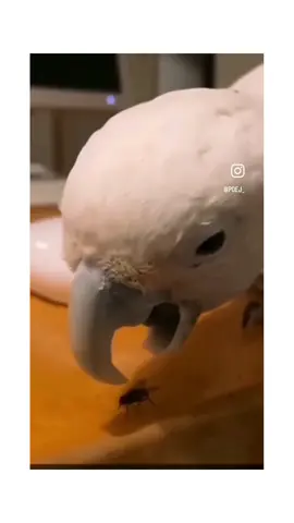 The last animal is so funny haha 🤣 #funnyvideos #funnyanimals #fun #animals 