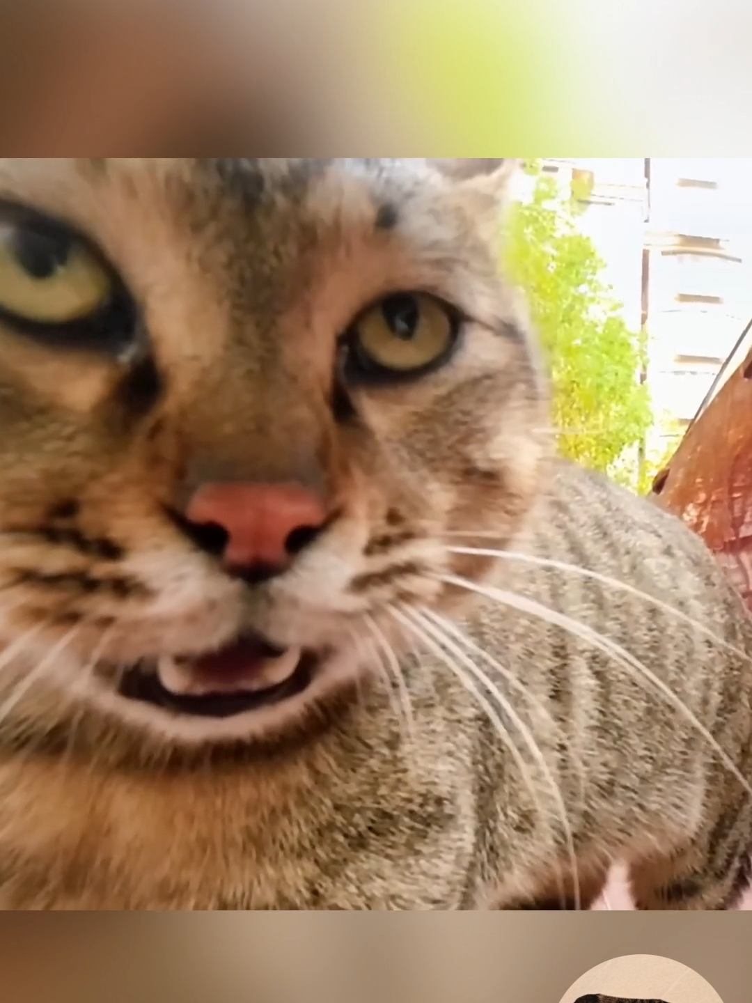 Funny Cats and GoPro #funnycat #funnycatsoftiktok #catandcamera #funnypets #angrycat #catlover #catreaction #catsreactions #fucnnyreaction #funnyreactionvideos #angrycats