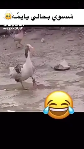 رجلي توجعني 🤣🤣🤣🤣🤣🤣#تيمم_الفخماات #تريند_التيك_توك #مشاهير_تيك_توك_مشاهير_العرب #مارب_حريب_النقعه_الجرده_الجوف #تصميم_فيديوهات🎶🎤🎬 #مارب_شبوه_الجوف 