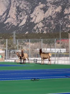 We usually find elk on the golf courses in Estes Park but finding them on the tennis court is much more rare! This clip is a bit short because I stopped filming to help them find the open gate and make a safe exit before they were forced into playing a game of doubles. I closed the gate behind them and they quickly rejoined the herd. No harm, no foul.  www.GoodBullGuided.com  #Photography #wildlife #nature #colorado #reels #goodbull #evrpd #estespark #visitestespark #elk 