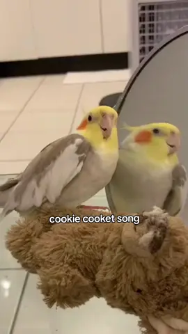 cookie song bird . . . #cockatiel #calopsita #bird #pet #animals #cute #fyp #foryourpage #fypシ゚viral 