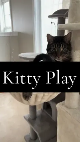Do not dosturb 🐯 #fyp #catsoftiktok #meow #cattok 