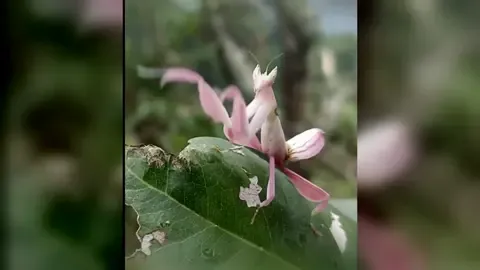中国雲南省普洱（ふじ）市寧洱県黎明郷でこのほど、住民が珍しいカマキリを見つけた。脚は花びらのような薄紅色、頸部は淡い緑色で、葉の上では花のように見える。鑑定の結果、希少なハナカマキリであることが判明。県内では２０２３年４月に続く確認となる。同種は主に東南アジアの熱帯雨林に分布し、この数年は雲南省の西双版納（シーサンパンナ）ダイ族自治州と普洱市でも見つかっている。