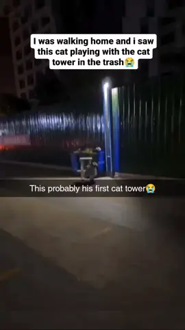 This video made me cry😭 via:Unknown #cat #catsoftiktok #wholesome #straycat #adorablecat 