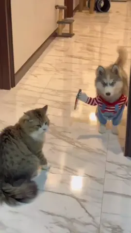#cat #dog #funny #funnyvideos 
