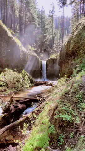 On the hike behind Multnomah Falls #nature #Hiking #foryourpage #oregon #waterfall 