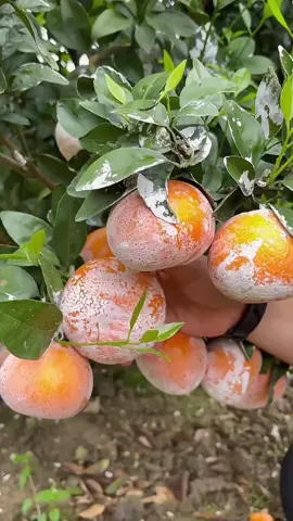 (1 minute) Amazing Fruit 😱 #asmr #fruit #fruits #fyp #fypシ