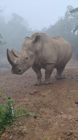 Badak Sumatera Wowwwwwwww Gede Sekali yaaa,,,!!! #tamansafaribogor #fypシ゚viral #tiktok 