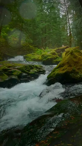 Rain-kissed leaves glisten, and the creek's waters flow with a renewed energy, reflecting the serene ambiance of the forest 😍 #creek #river #riverscape #rainyday #rain #calming #peaceful #relaxing #slowmotion #gopro #godisgreat #natureshots #washington #washingtonstate #washingtonexplored 