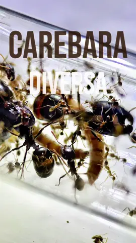 Waiting for Carebara's blows up! #antgineer #antkeeping #carebara #Carebara #carebaradiversa #ant #animals #มดง่าม #มดง่ามทุ่ง #เลี้ยงมด #มด #มาเลี้ยงมดกันเถอะ #สัตว์โลกน่ารัก #สวนสัตว์tiktok 